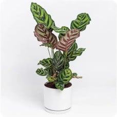 Calathea Makoyana