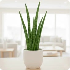 Sanseveria - cylindrica