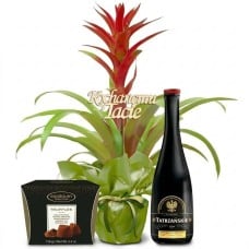 Guzmania on Father's Day
