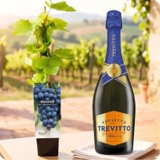 Vine with prosecco