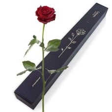 Elegant rose in a box