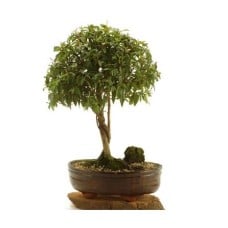 BONSAI