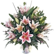 Stargazers Lilies