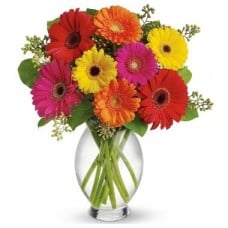 Gerberas. Vase Included