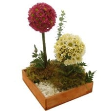 Flowers of Field