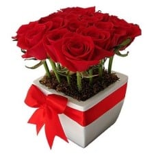 Just 12 roses