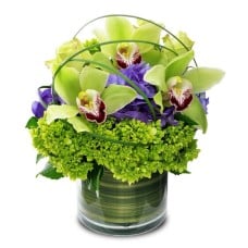 Cymbidium Swirls (Standard)