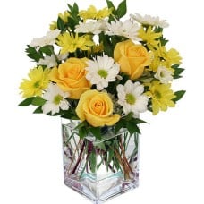 Daybreak Daisies (Standard)