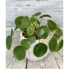 Chinese Money Plant (2 " plant)