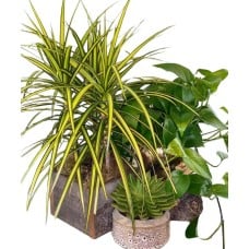 Welcome Home Plant Pack (3-4" pot size trioin decorative containers)