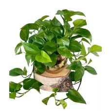 Pothos Plant (Standard)