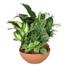 Gift of Green (Standard)