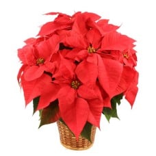 VIBRANT RED POINSETTIA (Standard)