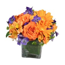 Enthusiasm Blossoms (Deluxe)