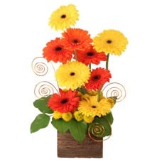 SUNUP GERBERAS (Standard)