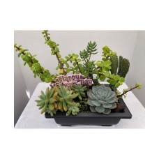 MOTHER'S DAY SPECIAL - 9X6.5X3 ASSORTED SUCCULENTS DISH GARDENS