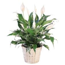 BLOOMING PEACE LILY HOUSE PLANT (Standard)