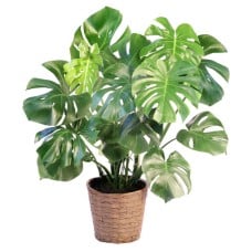 MONSTERA HOUSE PLANT (Standard)