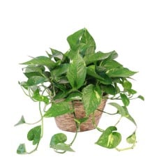 HANGING GOLDEN POTHOS HOUSE PLANT (Standard)