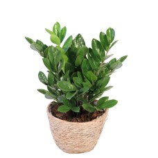 ZZ HOUSE PLANT (Standard)