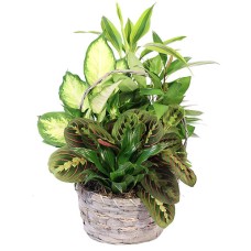 EMERALD DELIGHT DISH GARDEN (Standard)
