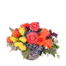 VIVID SPLENDOR (Standard)