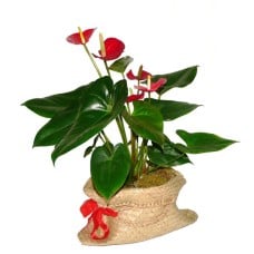 Anthurium plant