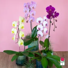 1 Stem - Phalaenopsis Orchid Plant (Seasonal Color Varies)