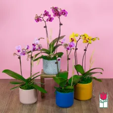 2 Stem - Mini Phalaenopsis Orchid Plant (Seasonal Color Varies)
