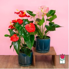 Beretania's Anthurium Plant [Flower Color Varies] (Standard)