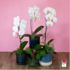 1 Stem - Premium Phalaenopsis White Orchid Plant (Standard)