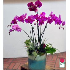 5 Stem - Phalaenopsis Orchid Plant (Seasonal Color Varies)