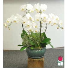 6 Stem - Premium Phalaenopsis White Orchid Plant