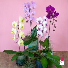 1 Stem - Phalaenopsis Orchid Plant (Standard)