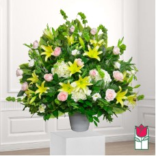 Beretania's Lapakahi Sympathy Arrangement (Standard)