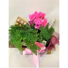 Cyclemen Plant with Chocolates & Bubbles