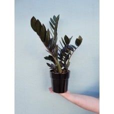 Zamioculcas Plant 14cm
