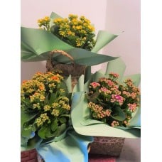 Bright Kalanchoe Plant