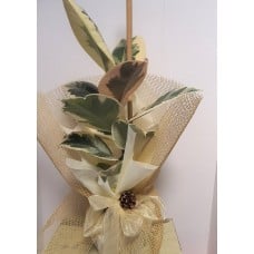 Ficus - Elastica Tineke
