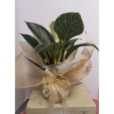 Birkin Philodendron