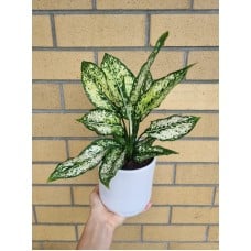 Aglaonema Thai Snowflakes Pot Plant in Ceramic Pot