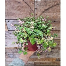 Pink Bubbles plant in ceramic pot