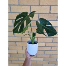 Monstera Plant