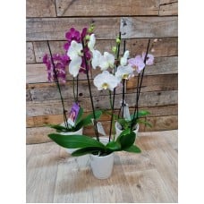 Phalaenopsis Orchid in ceramic pot
