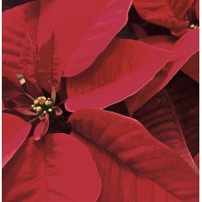 Poinsettia in Basket (Large)