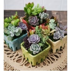 Berry Basket Succulent Garden