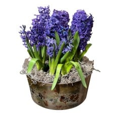 Geranium in Ceramic Pot