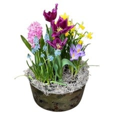 Spring Cheer