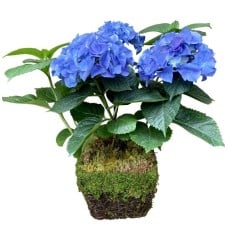 Potted Hydrangea