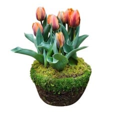 Tulip Vase